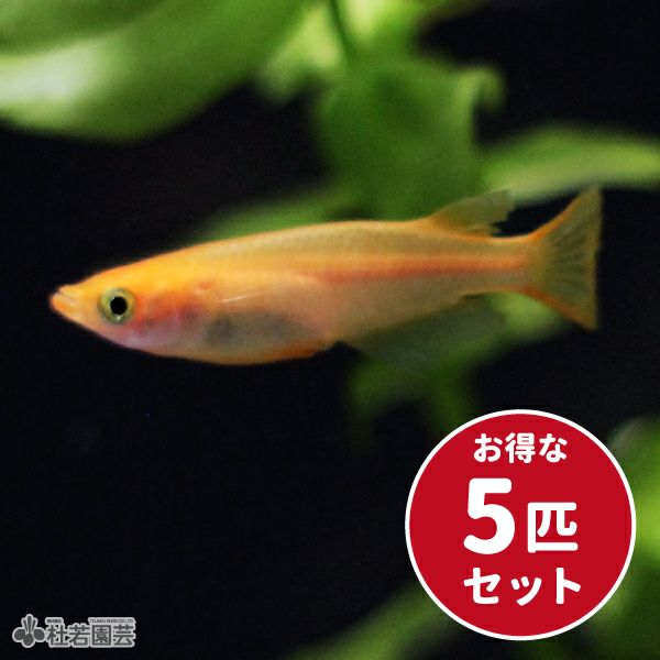 楊貴妃メダカ５匹セット | 杜若園芸WEBショップ｜水草の生産販売【通販ショップ】