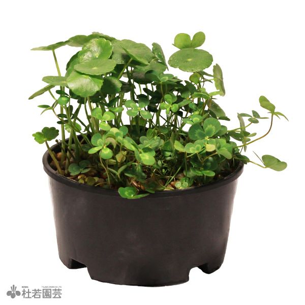 送料無料でお届けします水生植物 ドボンと沈める水草 1個 グリーンロタラ ロタラＨＲＡ 水生植物