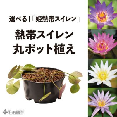 熱帯スイレン丸ポット植え | 杜若園芸WEBショップ｜水草の生産販売