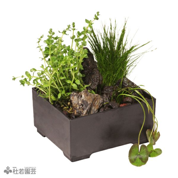 ウォータークローバームチカ入り水中箱庭水草（小 / 流木無し） | 杜若