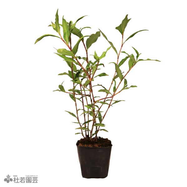水生植物】 ラヌンクルス | 杜若園芸WEBショップ｜水草の生産販売