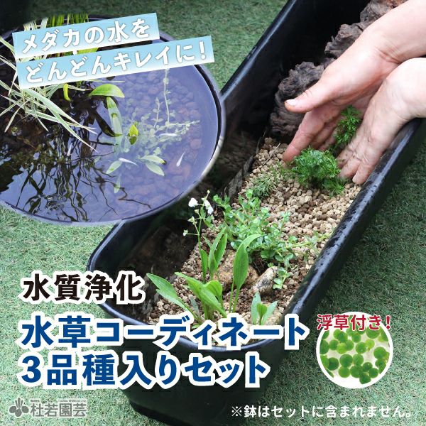 水草セット Amazon | （水草）45cm水槽用レイアウトセット～砂漠の