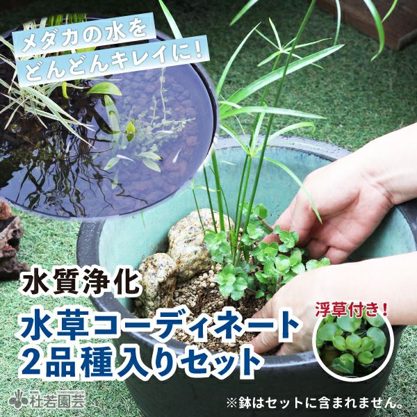 水草コーディネート2品種入りセット | 杜若園芸WEBショップ｜水草の