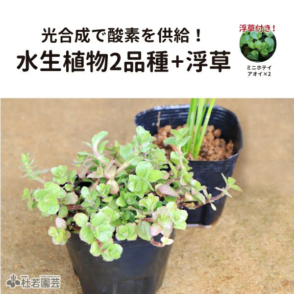 水草コーディネート2品種入りセット | 杜若園芸WEBショップ｜水草の