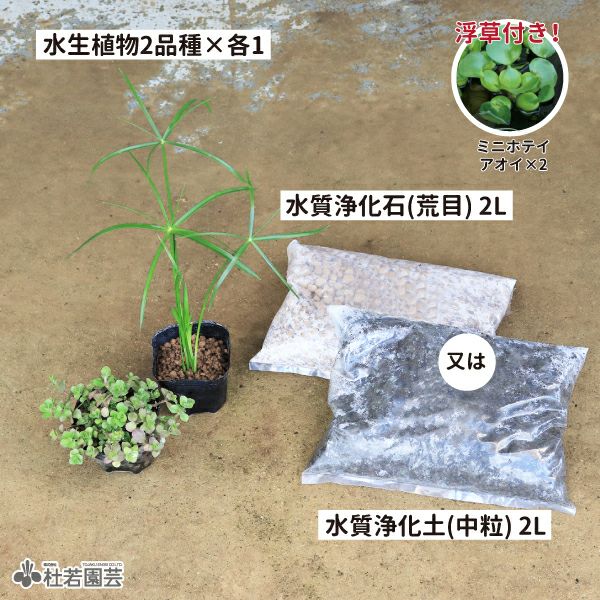 水草セット 楽天市場】（水草）おまかせ水上葉ミニポット 10ポットセット