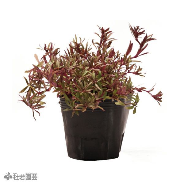 ビカクシダ(コウモリラン) ヒリーパナマ | 杜若園芸WEBショップ｜水草