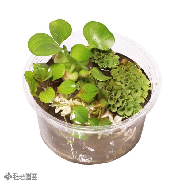 白玉浮き草入り3品種セット 杜若園芸WEBショップ｜水草の生産販売【通販ショップ】