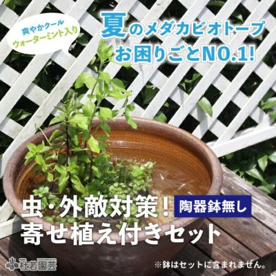 栽培・飼育セット【蓮・睡蓮・ビオトープ・メダカ】 | 杜若園芸WEBショップ｜水草の生産販売【通販ショップ】