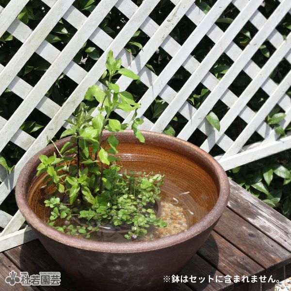 【アカ】メタシボリ【5個セット】 000000003270-01.jpg?size=l&w=
