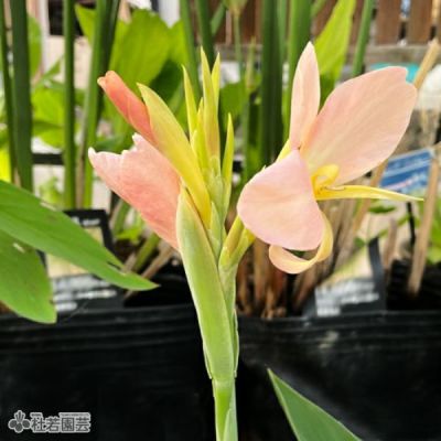 水生植物】 オランダカイウ （水生カラー） | 杜若園芸WEBショップ