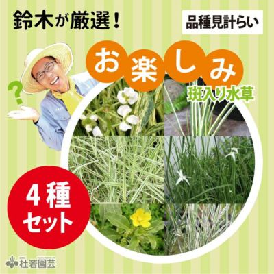 メダカ繁殖ビオトープセット | 杜若園芸WEBショップ｜水草の生産