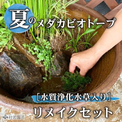 栽培・飼育セット【蓮・睡蓮・ビオトープ・メダカ】 | 杜若園芸WEB 