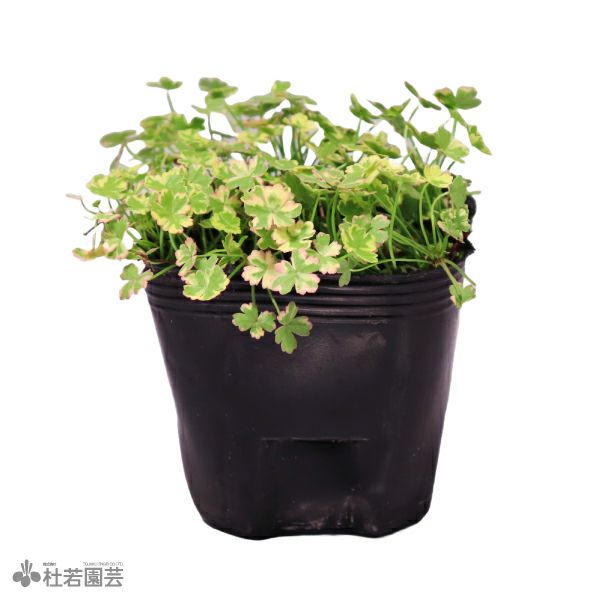 水生植物】 フイリノチドメ | 杜若園芸WEBショップ｜水草の生産販売