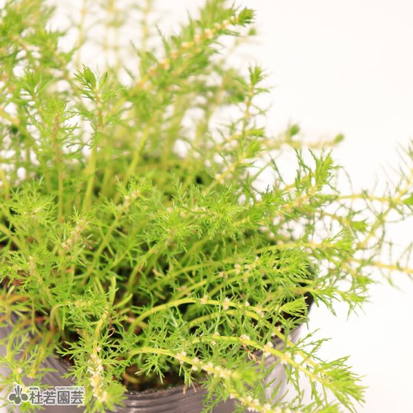 水生植物】 タチモ | 杜若園芸WEBショップ｜水草の生産販売【通販