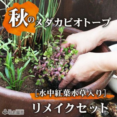 栽培・飼育セット【蓮・睡蓮・ビオトープ・メダカ】 | 杜若園芸WEB