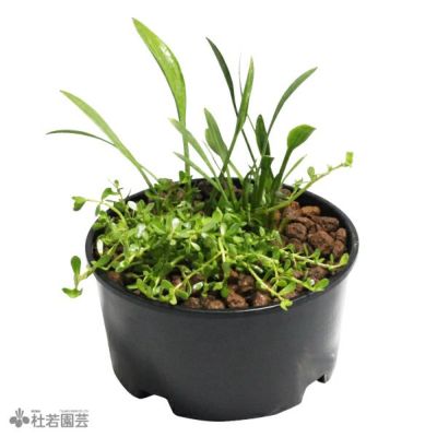 ［確認用］水生植物　苗 山野草の石田精華園 / 秋の水生植物