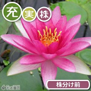 ヤ*ト様 耐寒性睡蓮 50品種セット ヤ*ト様 耐寒性睡蓮 50品種セット Yahoo!オークション - 【開田屋水園
