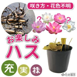 ハス 蓮 はすの通販（販売） | 杜若園芸WEBショップ｜水草の生産販売