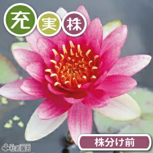 期間限定・充実株】フレンミア(温帯睡蓮) 19cmカゴ 【スイレン