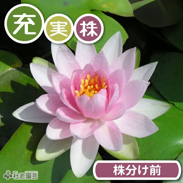 期間限定・充実株】フレンミア(温帯睡蓮) 19cmカゴ 【スイレン