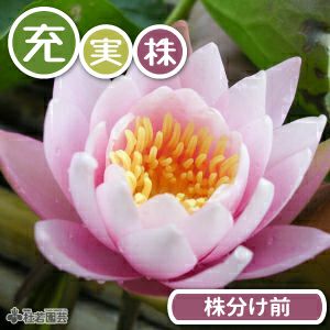 期間限定・充実株】フレンミア(温帯睡蓮) 19cmカゴ 【スイレン