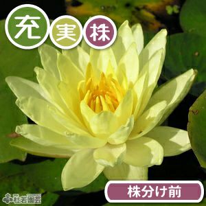 期間限定・充実株】フレンミア(温帯睡蓮) 19cmカゴ 【スイレン