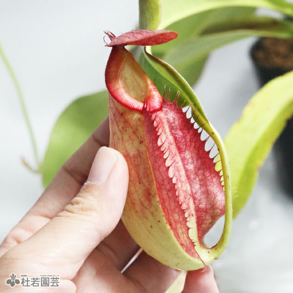 水生植物】 ネペンテス ミラビリス 12cmポット【食虫植物】 | 杜若園芸