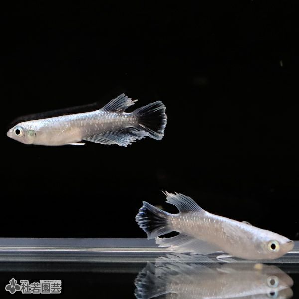 月陽めだか】極上 グランブルーキッシングワイドフィン 若魚 1ペア＋メス2 - 魚類、水生生物