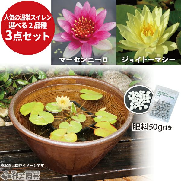 陶器鉢と花色選べる！】温帯スイレン3点セット | 杜若園芸WEBショップ