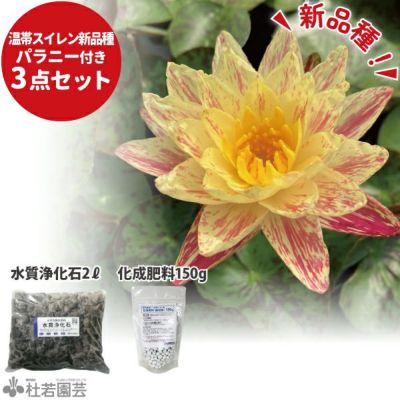 ヤ*ト様 耐寒性睡蓮 50品種セット ヤ*ン様 耐寒性睡蓮50品種セット