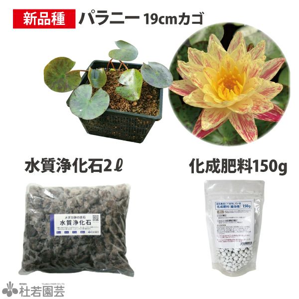 パラニー付き3点セットB【温帯スイレン新品種セット】 | 杜若