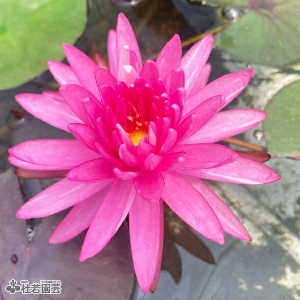 春一番のお便りキャンペーン 大注目の6つの新商品 | 杜若園芸WEB