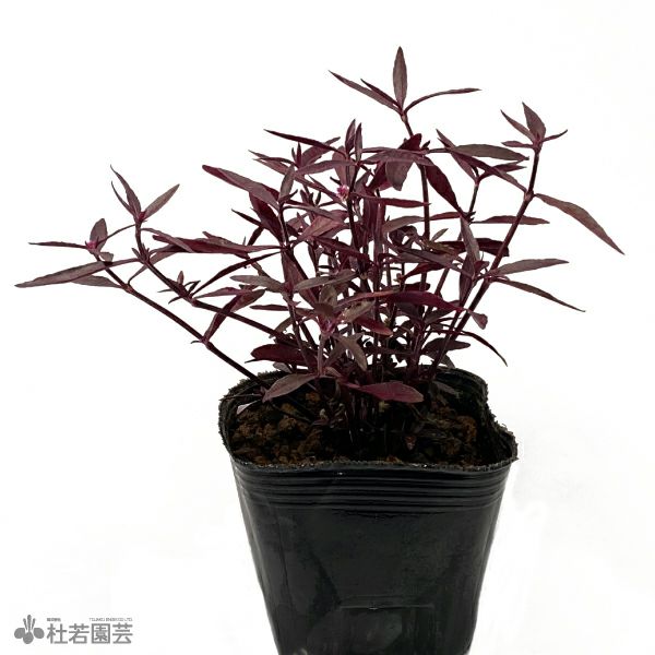 水生植物】アルテルナンテラセシリスレッド | 杜若園芸WEBショップ