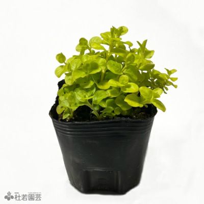 水生植物】 ニューラージパールグラス | 杜若園芸WEBショップ
