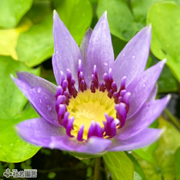 水蓮 ねったいすいれん (熱帯睡蓮) /Nymphaea sp | 2011/2/23 滋賀県