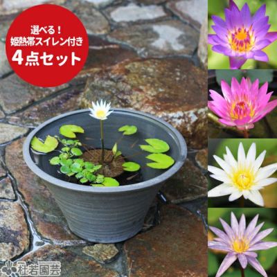 栽培・飼育セット【蓮・睡蓮・ビオトープ・メダカ】 | 杜若園芸WEBショップ｜水草の生産販売【通販ショップ】