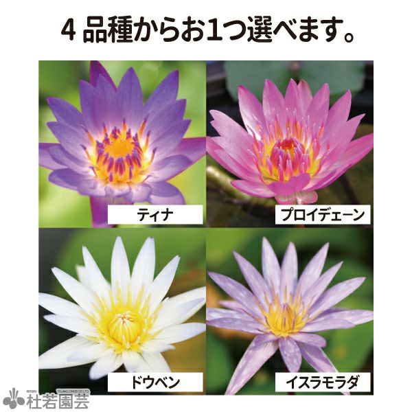 熱帯スイレン丸ポット植え付き4点セット(水鉢手づくり瓦色 小) | 杜若園芸WEBショップ｜水草の生産販売【通販ショップ】