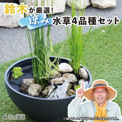 栽培・飼育セット【蓮・睡蓮・ビオトープ・メダカ】 | 杜若園芸WEBショップ｜水草の生産販売【通販ショップ】