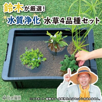 栽培・飼育セット【蓮・睡蓮・ビオトープ・メダカ】 | 杜若園芸WEBショップ｜水草の生産販売【通販ショップ】