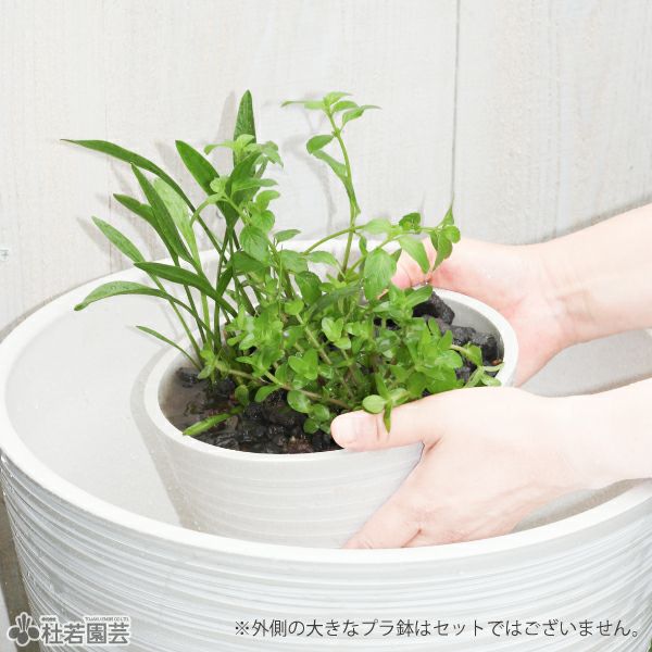 メダカの産ランランド♪(アンブリア＆ウォータークローバームチカ)