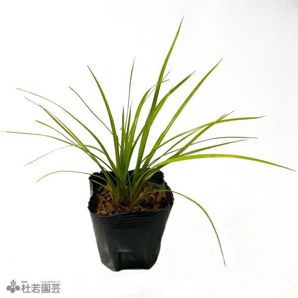 ［確認用］水生植物　苗 確認用］水生植物 苗 確認用］水生植物 苗 確認用］水生植物 苗 【公式