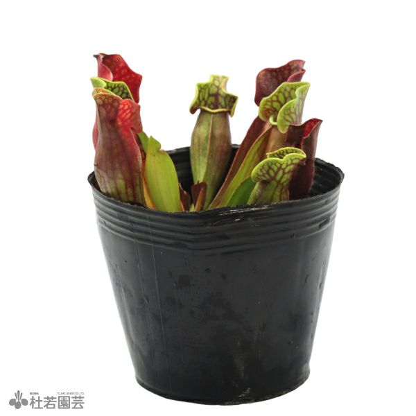 水生植物】サラセニア プルプレア ベノーサパープル 12cmポット【食虫