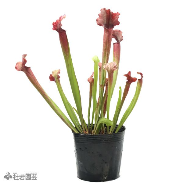 水生植物】サラセニア ジュディスヒンドル 12cmポット【食虫植物