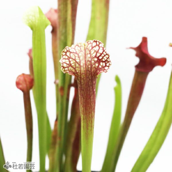 水生植物】サラセニア ジュディスヒンドル 12cmポット【食虫植物