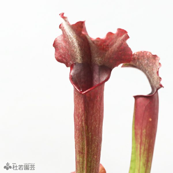 水生植物】サラセニア ジュディスヒンドル 12cmポット【食虫植物
