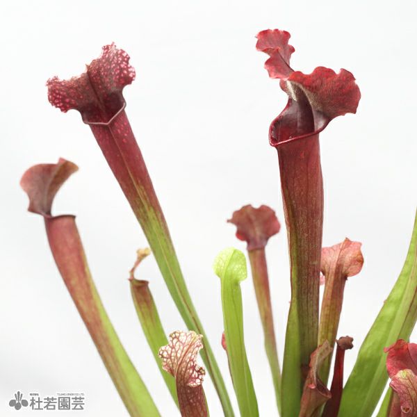 水生植物】サラセニア ジュディスヒンドル 12cmポット【食虫植物