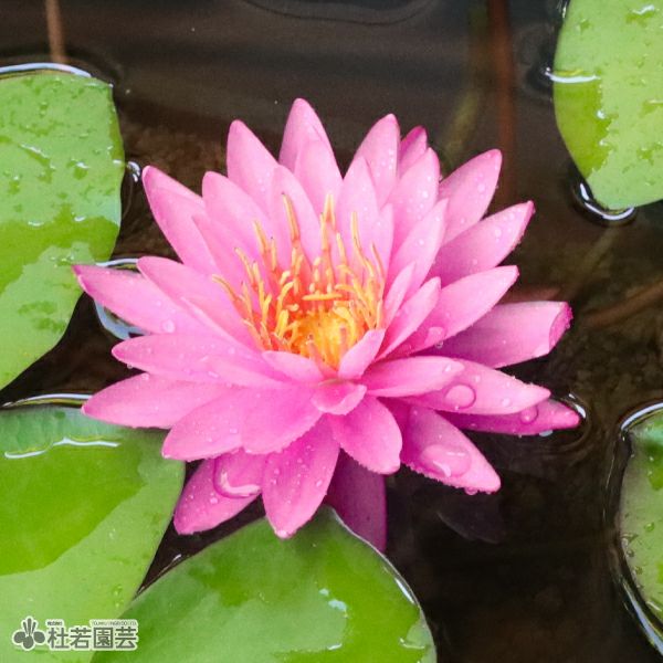 スイレン（睡蓮）通販（販売） | 杜若園芸WEBショップ｜水草の生産販売 