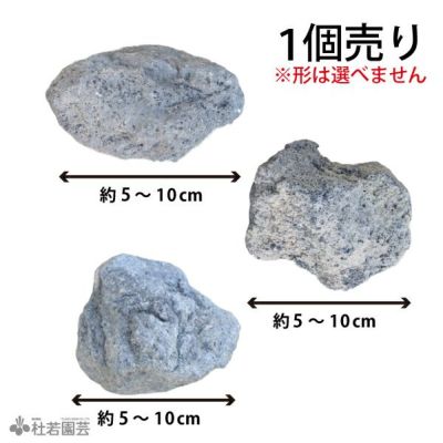 テラリウム商品一覧 |杜若園芸WEBショップ｜水草の生産販売