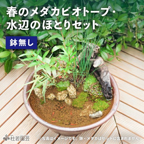 めだか鉢　ビオトーブ　飼育セット 000000004172-01-l.jpg?t=