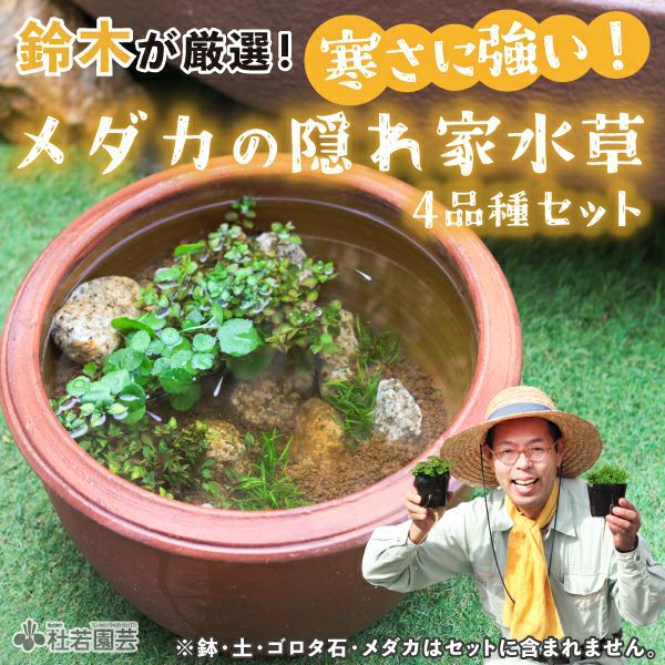 鈴木が厳選！寒さに強い！メダカの隠れ家水草4品種セット | 杜若園芸
